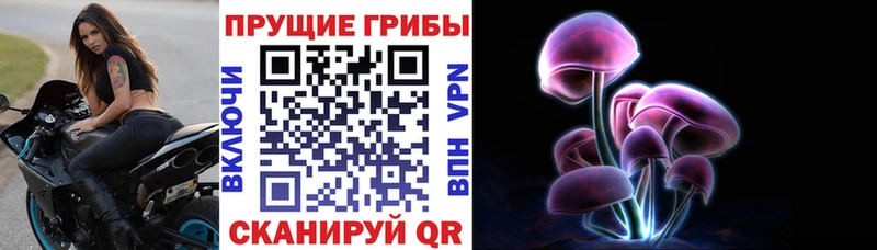 Псилоцибиновые грибы Psilocybe  Гусиноозёрск 